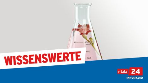 Logo der Sendereihe "Wissenswerte" des RBB