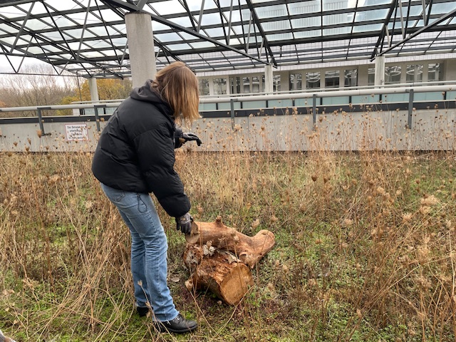 Studentin mit Baumstamm auf Grünstreifen 